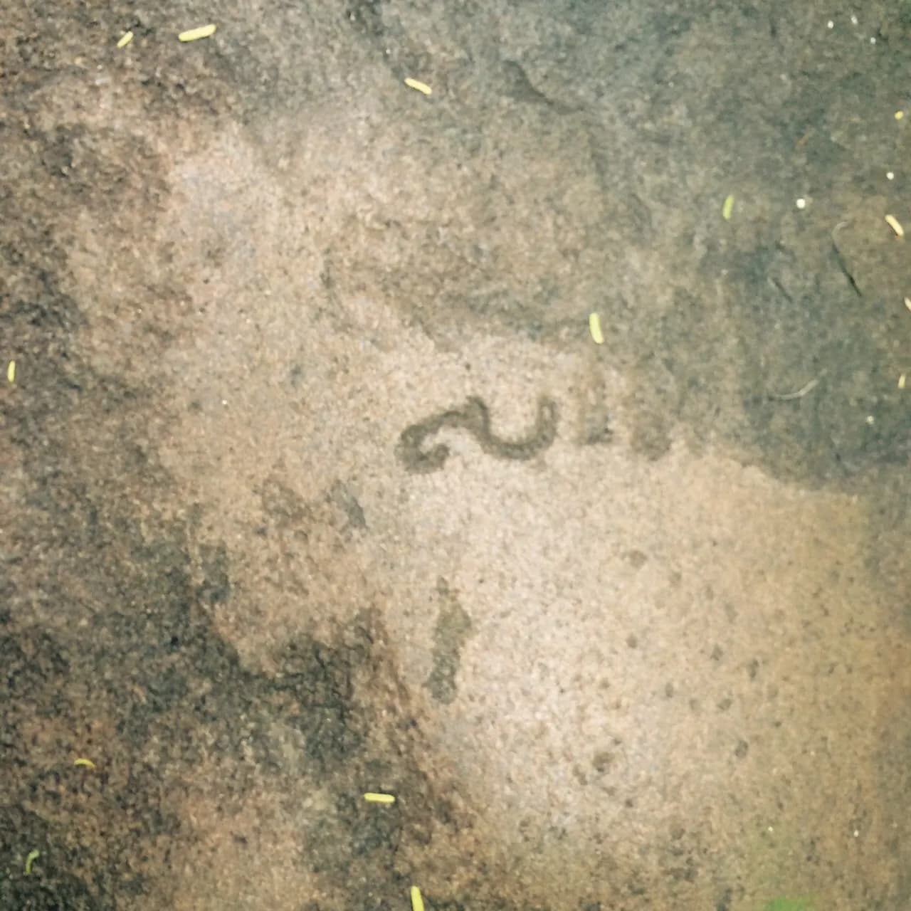 Poonjeri photo 3